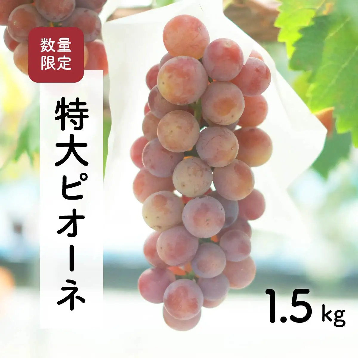 【先行予約・2026年9月】 数量限定 大粒ピオーネ 1.5kg 産地直送 農家直送 甘い 大きい 種なし ぶどう 果物 限定品