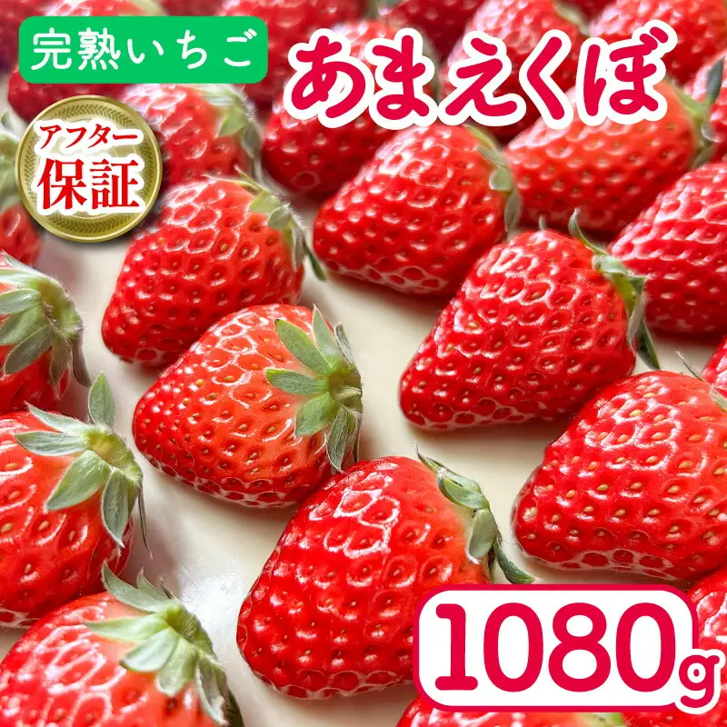 【 いちご 】 あまえくぼ 1080g 苺 | いちご