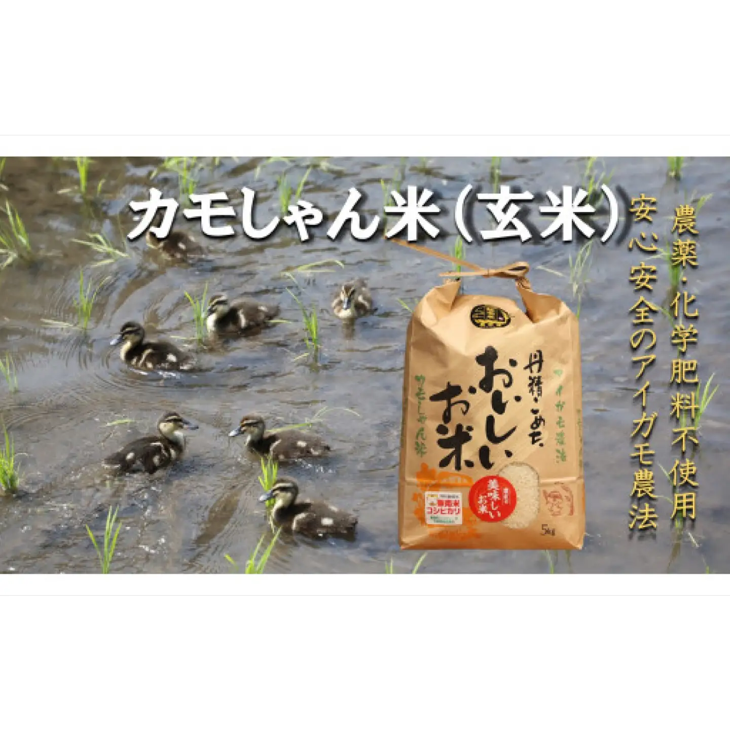 【令和7年度産】コシヒカリ （玄米）カモしゃん米　5kg 【アイガモ あいがも 合鴨 かも カモ コシヒカリ お米 農家直送 無農薬 化学肥料不使用 玄米 安心 安全 令和7年度産 島根県飯南町】
