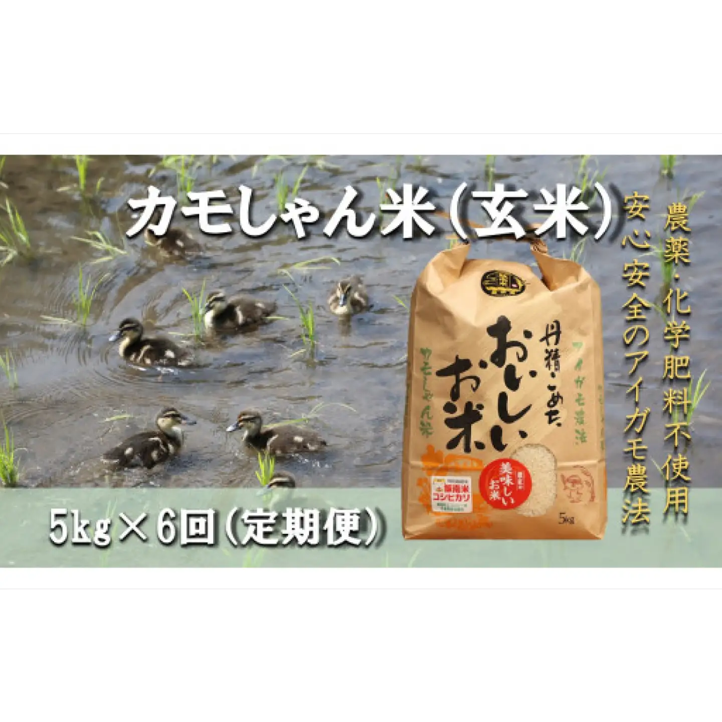 【6回定期便】令和7年度産コシヒカリ 「カモしゃん米」（玄米）5kg 【こしひかり お米 農家直送 無農薬 化学肥料不使用 玄米 安心 安全 令和6年度産】