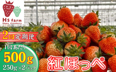 【数量限定 / 先行予約】 2回定期便 新鮮いちご〈品種：紅ほっぺ〉 約500g (250g×2パック) Happy Strawberry 旬の時期に収穫してすぐ発送！ 【 訳あり いちご フルーツ 旬 小分け 人気 岩手 陸前高田 】RT2589