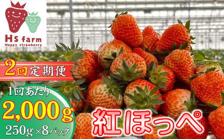 【数量限定 / 先行予約】 2回定期便 新鮮いちご〈品種：紅ほっぺ〉 約2kg (250g×8パック) Happy Strawberry 旬の時期に収穫してすぐ発送！ 【 訳あり いちご フルーツ 旬 小分け 人気 岩手 陸前高田 】RT2591