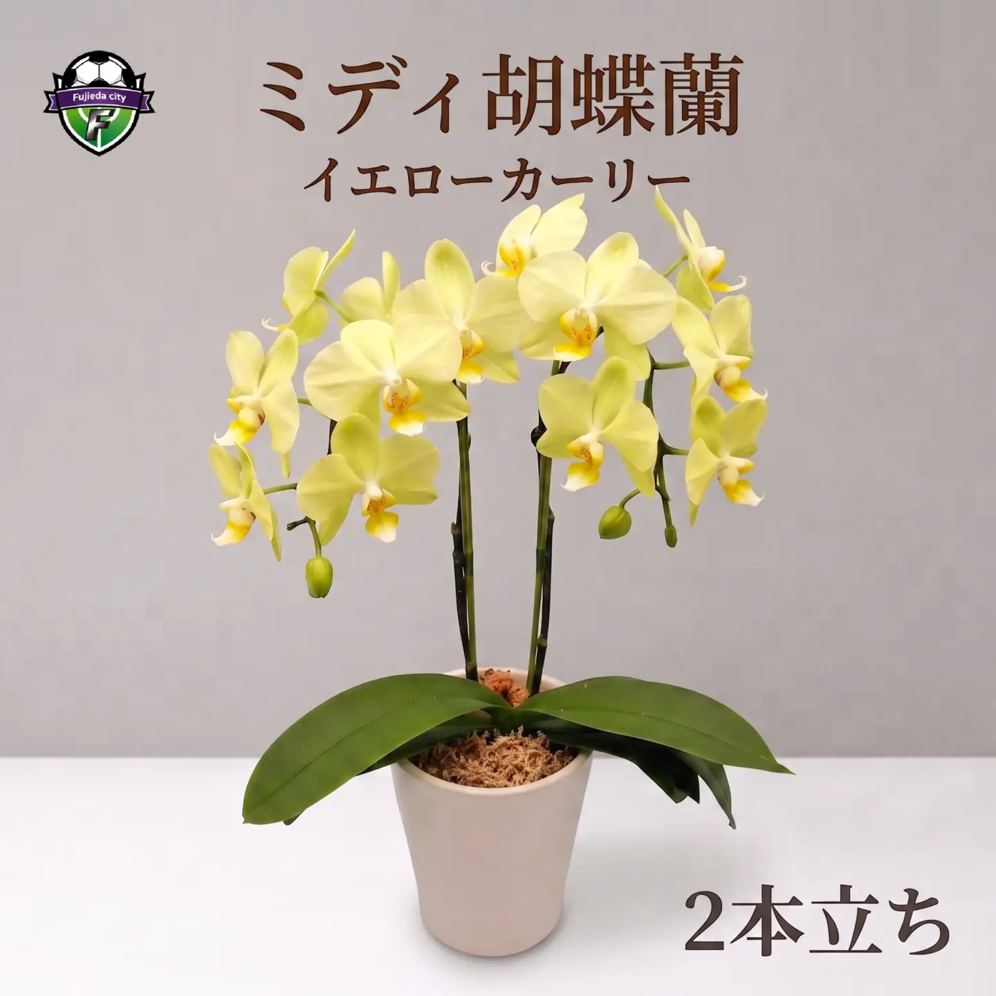 胡蝶蘭 鉢植え イエロー カーリー 2本立 花 ミディ胡蝶蘭  