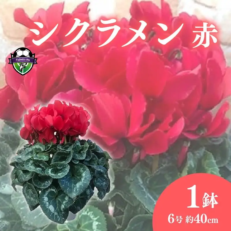 【 先行予約 ：2026年12月発送 】 花 シクラメン 鉢 6号鉢 赤 花 花 オンライン決済限定