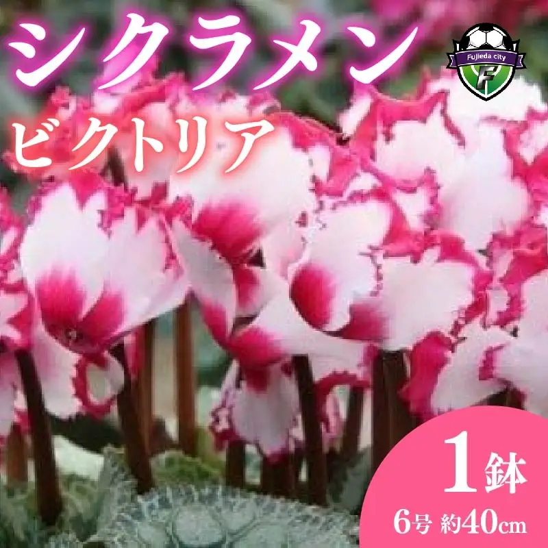 【 先行予約 ：2026年12月発送 】 花 シクラメン 鉢植え ビクトリア 6号 オンライン決済限定 花 花
