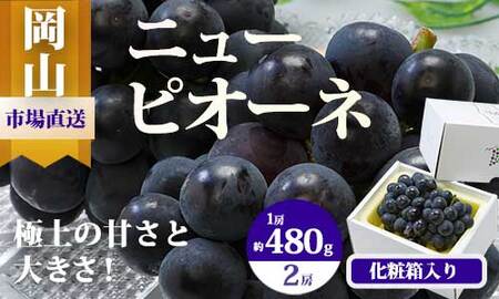 BS-18　【令和8年発送・先行予約】岡山県産　ニューピオーネ（1房480g以上）2房（約1kg）　化粧箱入り