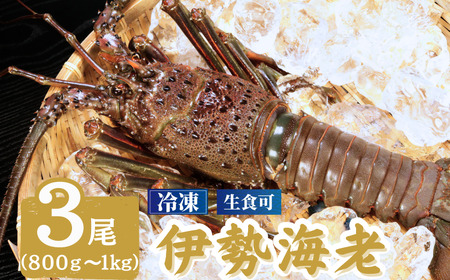 【先行予約】 冷凍 伊勢海老 特大 3尾 （1尾800～1000g ） （2026年8月中旬以降配送）