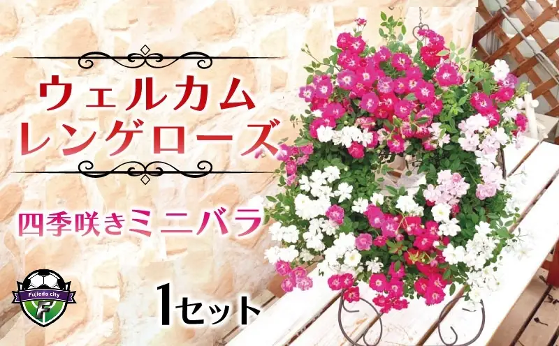 花 ウェルカム レンゲローズ 四季咲き ミニ バラ