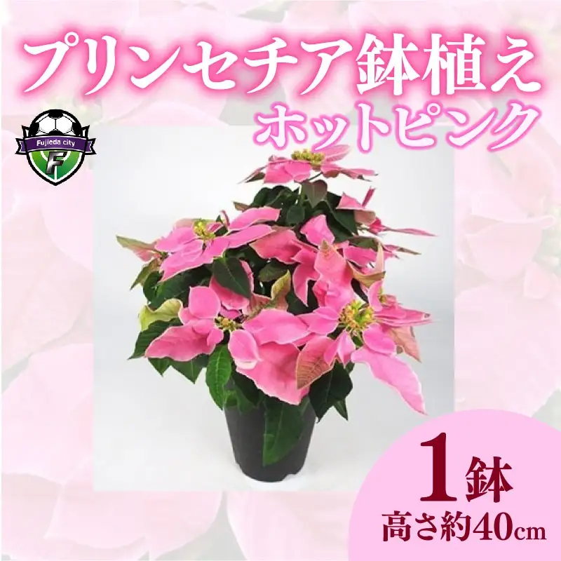 【 先行予約 ：2026年11月発送 】 花 プリンセチア ポインセチア ピンク 系 5号 花