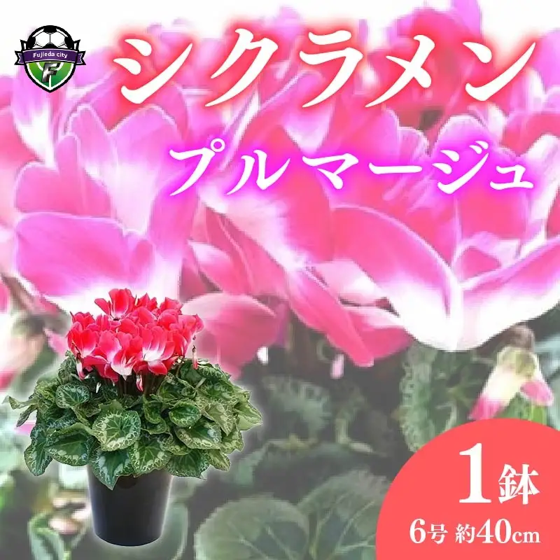 【 先行予約 ：2026年12月から発送 】 花 シクラメン 6号鉢植え花 鉢花 プルマージュ 花 花