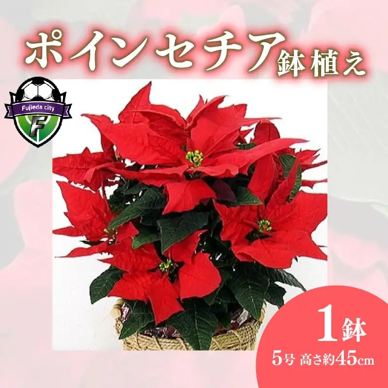 【 先行予約 ：2026年12月発送 】 花 ポインセチア 赤 5号 クリスマス 花