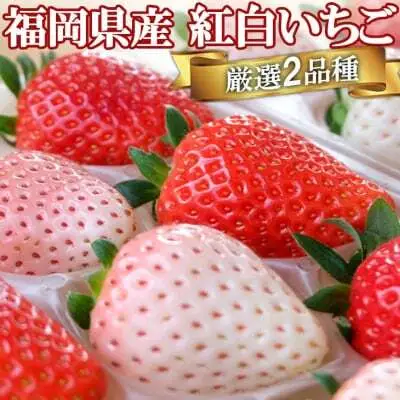 いちご食べ比べセット いただきいちご園 紅白いちご いちご食べ比べセット【2品種】