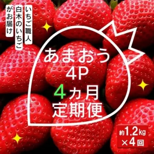 あまおう 白木のいちご 定期便 あまおう【1.2kg(300g×4P)】【定期便4ヶ月4回】