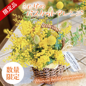 【先行予約】【2027年3月以降配送・数量限定】ミモザのバスケットアレンジ（限定品）【インテリア おしゃれ 壁飾り プレゼント お花 ギフト ナチュラル アレンジ フラワーアレンジ 水戸市 水戸 茨城県】（KW-4）