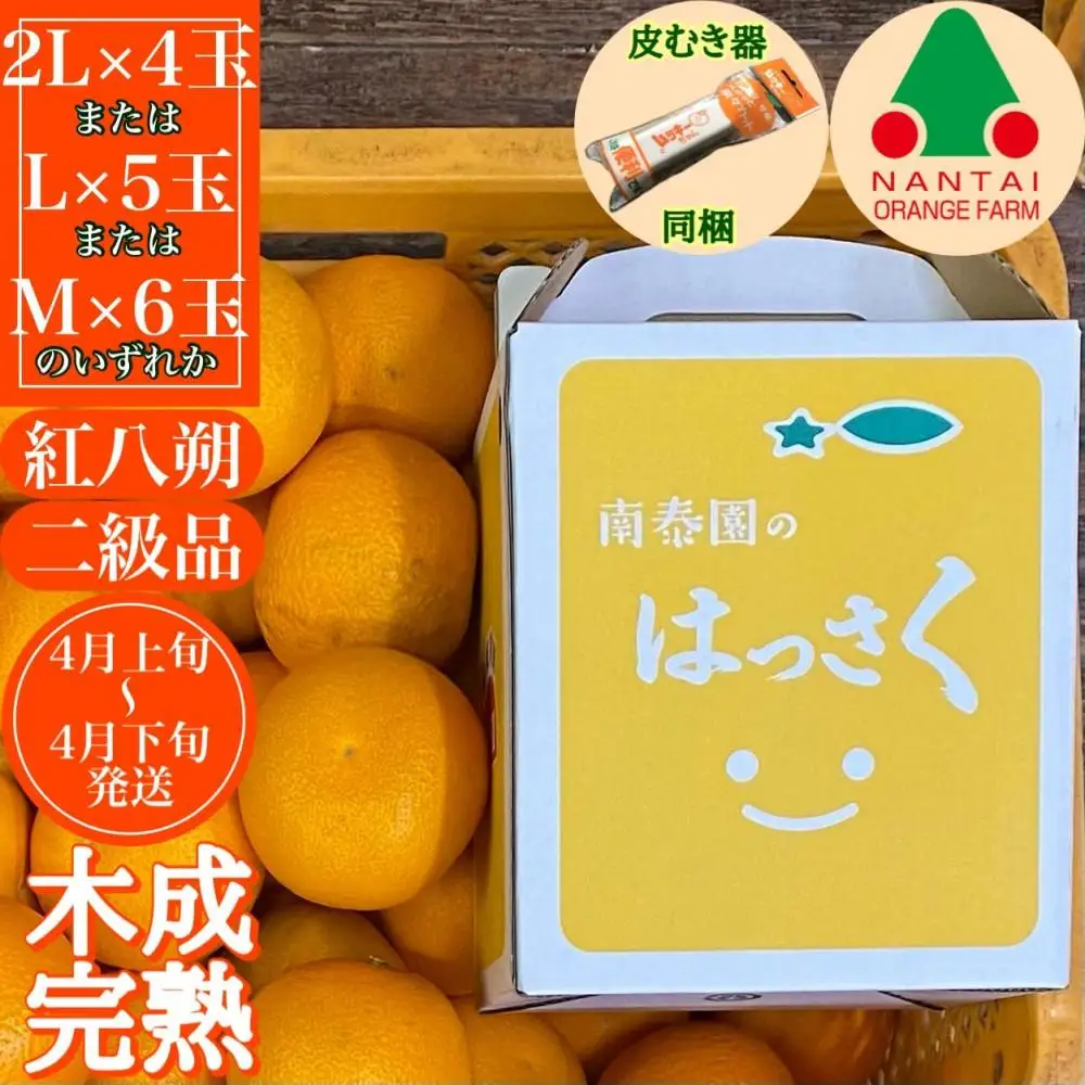 【ムッキー同梱】 ちょっと 傷あり 木成完熟 紅はっさく 2L ～ M ( 4玉 ～ 6玉 ) 手さげ箱 【2027年4月上旬～発送】