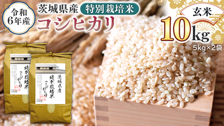 令和6年産 茨城県産 玄米 特別栽培米 コシヒカリ 10kg （5kg×2袋） こしひかり 米 コメ こめ 単一米 限定 茨城県産 国産 美味しい お米 おこめ おコメ