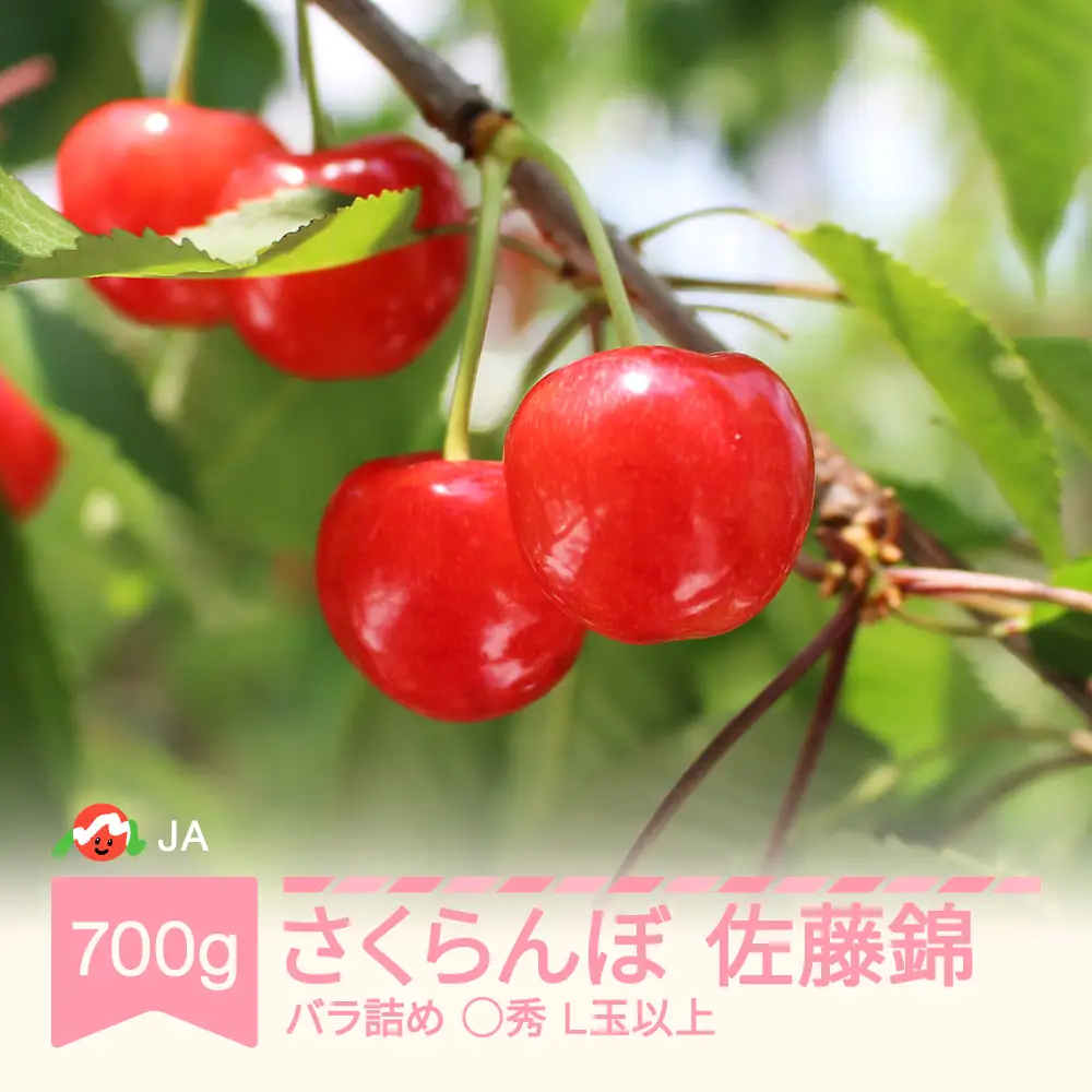 先行予約 さくらんぼ 佐藤錦 ja-snbax700