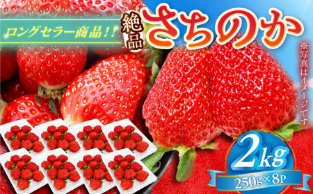 【2027年1月以降順次発送】さちのか 2kg（250g×8パック） / 佐賀県 / リフルット株式会社 [41ABAA009]