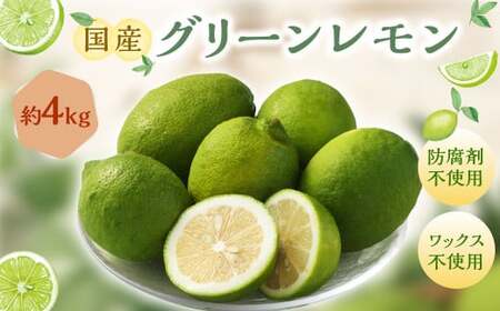 国産グリーンレモン  4kg【2026年10月上旬～11月下旬まで順次発送予定】｜ フルーツ 果物 グリーンレモン レモン 柑橘 れもん 檸檬 国産 静岡県 菊川市