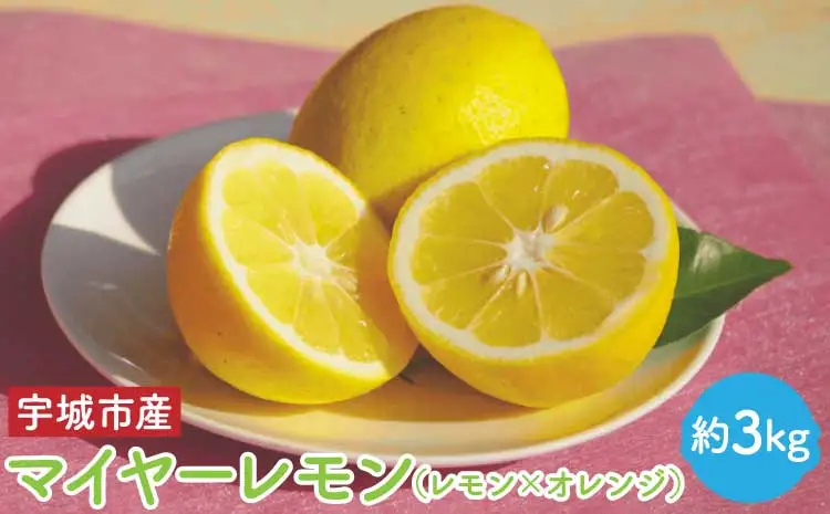  先行予約 マイヤー レモン 約3kg （レモン × オレンジ）【うちやま果樹園】【2026年11月上旬-2027年3月下旬発送予定】