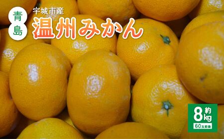 先行予約 みかん 青島 温州みかん 約8kg (60玉前後) 【2026年12月上旬から12月下旬発送予定】