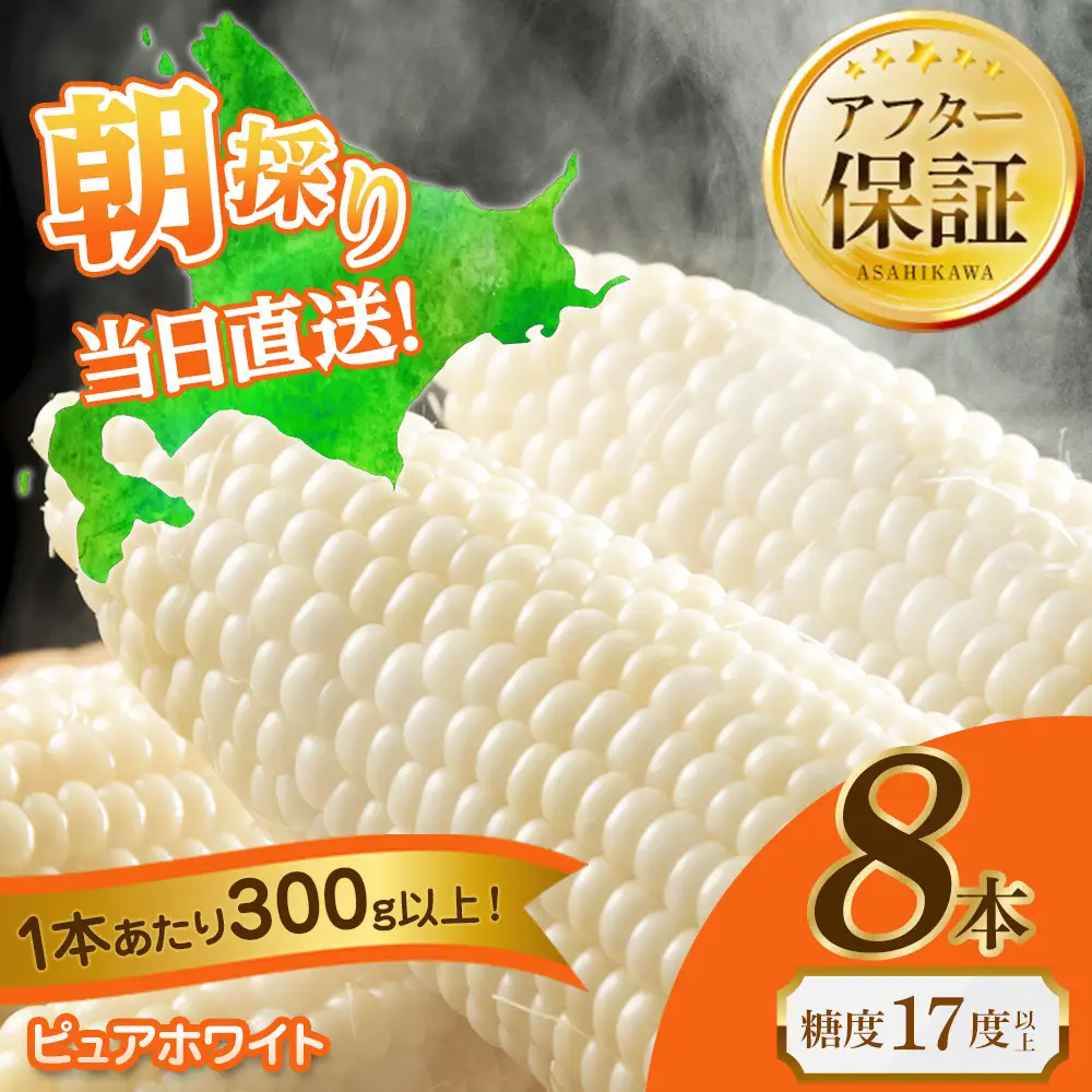 【2026年先行予約】白いとうもろこしピュアホワイト 8本 2.4kg（2026年8月下旬から発送開始予定）とうもろこし _04559