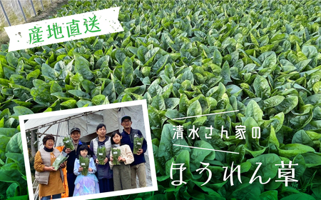 令和8年産 ほうれん草 180g×2袋 ほうれん草 ほうれんそう