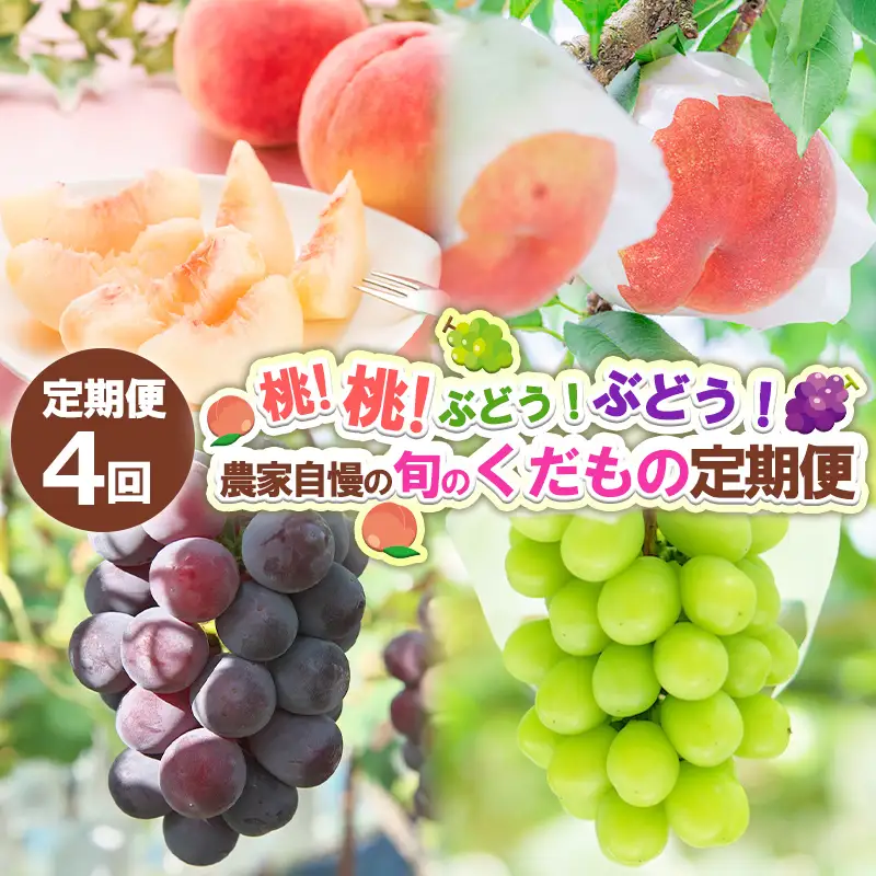 【定期便4回】桃！桃！ぶどう！ぶどう！農家自慢の旬のくだもの定期便 【令和8年産先行予約】FS24-720 くだもの 果物 フルーツ 山形 山形県 山形市 2026年産