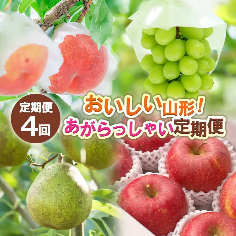 【定期便4回】おいしい山形！ あがらっしゃい定期便 【令和8年産先行予約】FS24-721 くだもの 果物 フルーツ 山形 山形県 山形市 2026年産