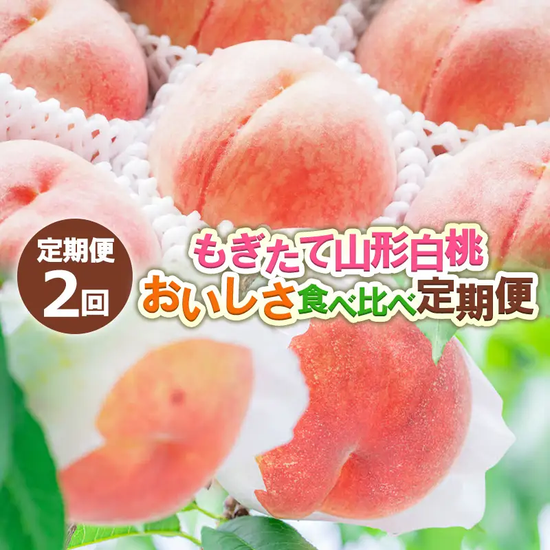 【定期便2回】もぎたて山形白桃 おいしさ食べ比べ定期便 【令和8年産先行予約】FS24-724 くだもの 果物 フルーツ 山形 山形県 山形市 2026年産