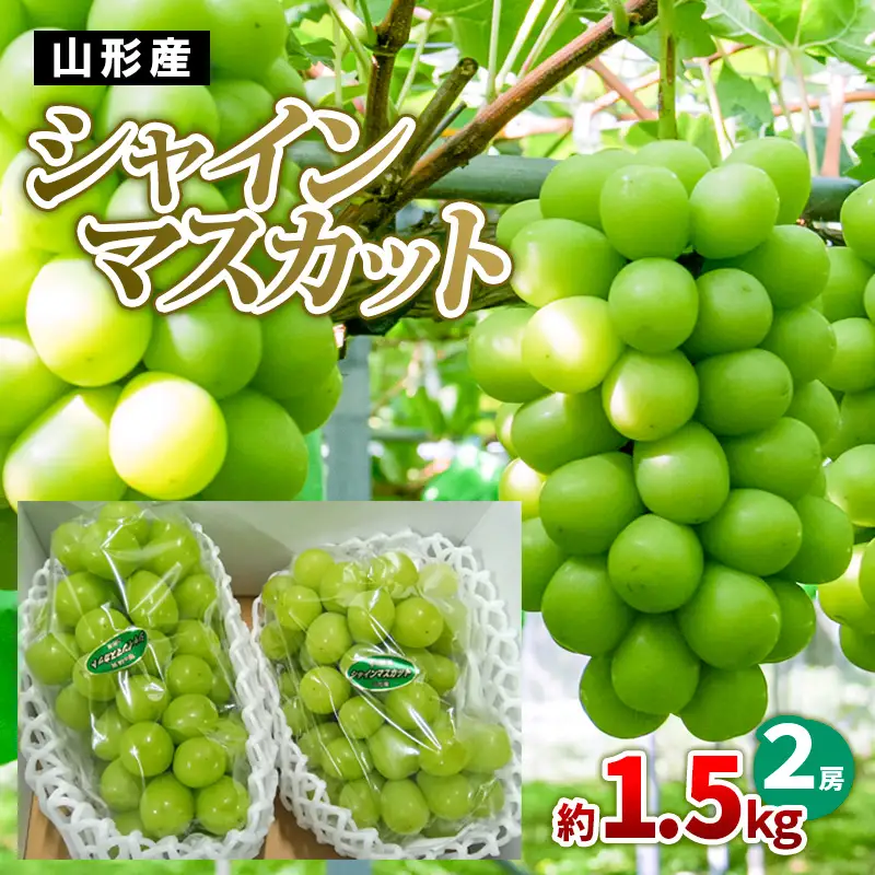 山形産 シャインマスカット 約1.5kg(2房)【令和8年産先行予約】FS24-727 くだもの 果物 フルーツ 山形 山形県 山形市 2026年産