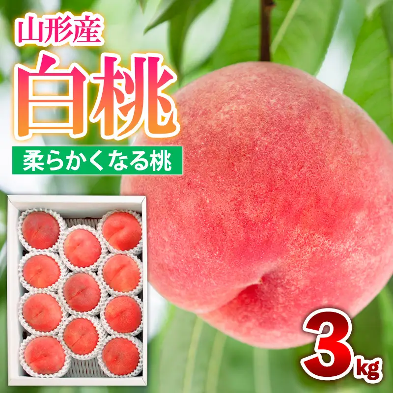 山形産 白桃 [柔らかくなる桃] 3kg(8～14玉) 秀品 品種おまかせ 【令和8年産先行予約】FS25-604 くだもの 果物 フルーツ 山形 山形県 山形市 2026年産