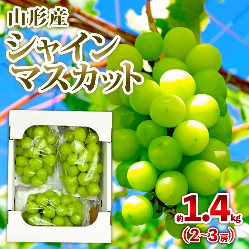 山形産 シャインマスカット 約1.4kg (2～3房) 秀品 【令和8年産先行予約】FS25-605 くだもの 果物 フルーツ 山形 山形県 山形市 2026年産