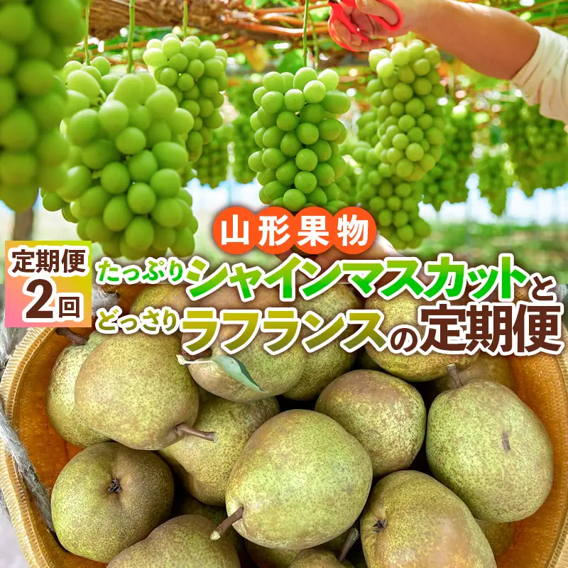 【定期便2回】山形果物 たっぷりシャインマスカットとどっさりラフランスの定期便 【令和8年産先行予約】FS24-767 くだもの 果物 フルーツ 山形 山形県 山形市 2026年産