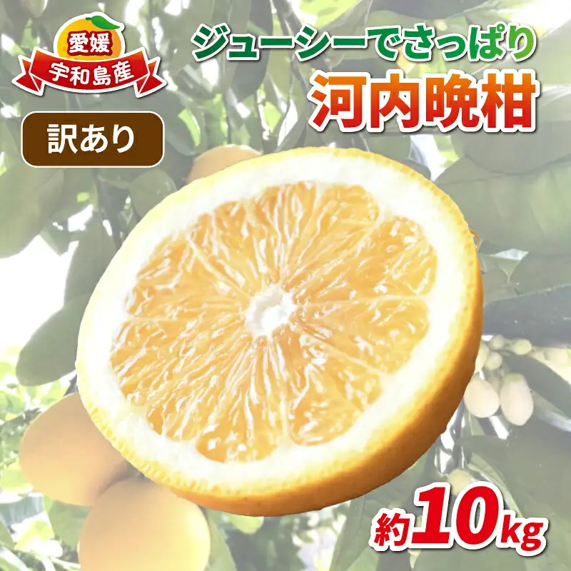 訳あり 河内晩柑 約10kg 協徳ガーデン 河内晩柑 B010-178007