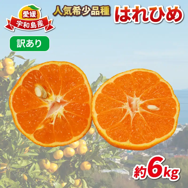 訳あり はれひめ 約6kg 協徳ガーデン 先行予約 予約受付 訳アリ わけあり 瀬戸の晴れ姫 晴姫 蜜柑 mikan 愛媛みかん 愛媛ミカン 愛媛蜜柑 果物 くだもの 柑橘 フルーツ 希少 品種 数量限定 産地直送 農家直送 国産 愛媛 宇和島 B010-178004