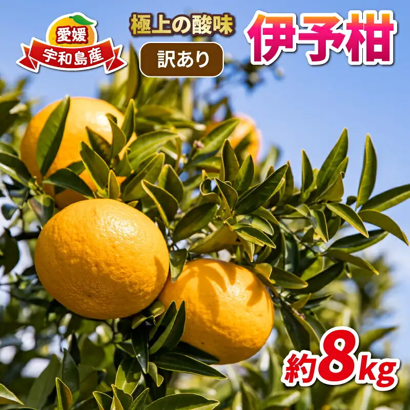 訳あり 伊予柑 約8kg 協徳ガーデン B010-178006