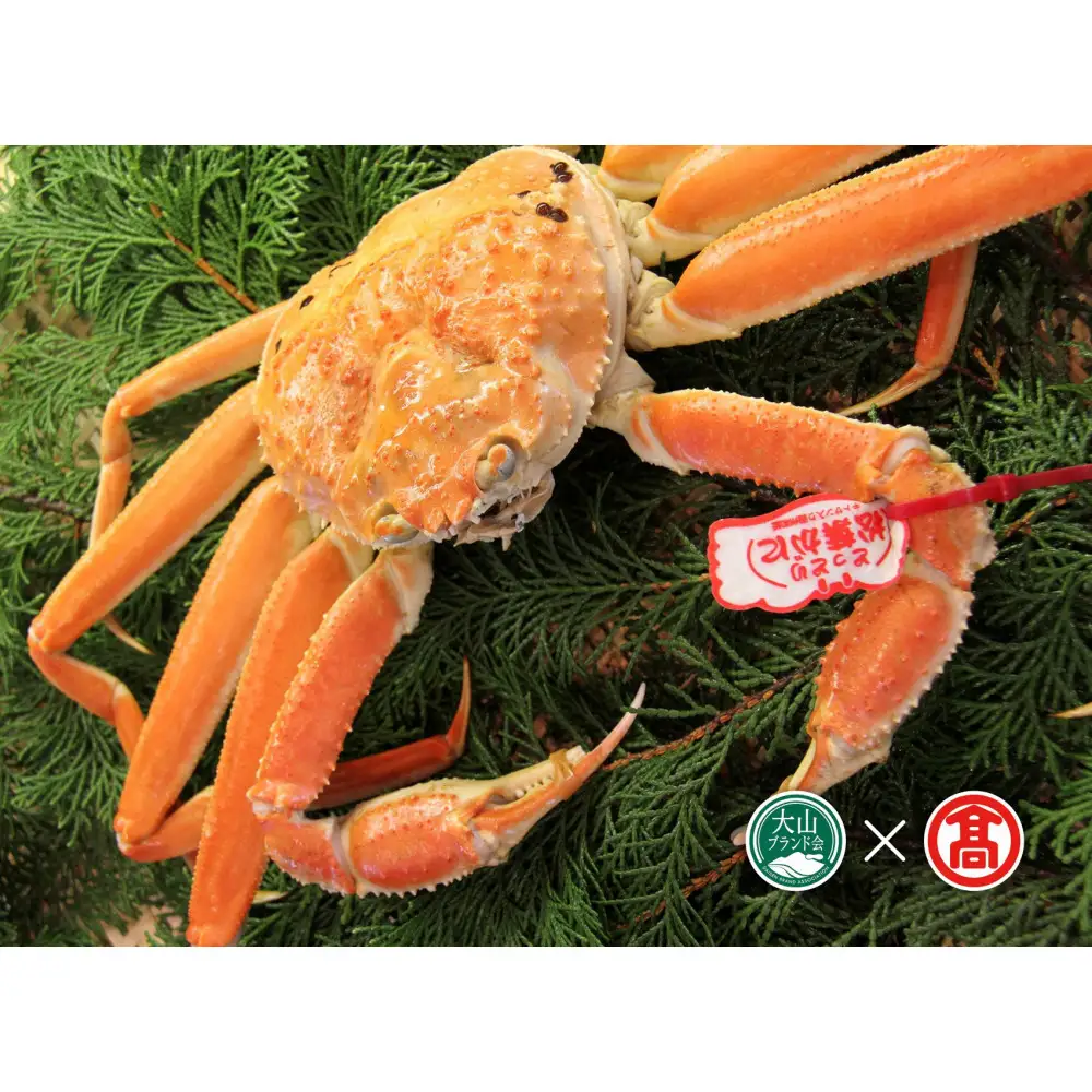 ＜2026年11月～2027年3月上旬発送予定＞茹で松葉がに(2枚・計約1.5kg)【T-DI4】【大山ブランド会】 【鳥取県 境港市】