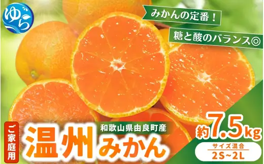 家庭用 温州みかん 7.5kg  / 農家直送 くだもの  果実  柑橘 果物 フルーツ 国産 和歌山県 由良町 ご家庭用 人気 おすすめ ※2026年11月中旬頃～12月下旬頃に順次発送予定【nktn004-c-7d5】