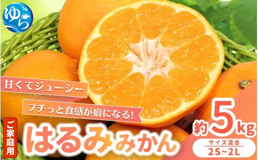 家庭用 はるみ みかん 5kg / くだもの 甘い 柑橘 果物 和歌山 ※2027年2月上旬頃～2月中旬頃に順次発送予定【nktn013-c-5】