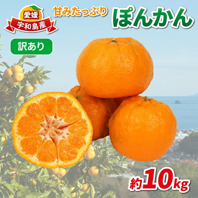 訳あり ポンカン 約10kg 協徳ガーデン 先行予約 予約受付 訳アリ わけあり ぽんかん 甘い 濃厚 ジューシー 果物 くだもの フルーツ 柑橘 みかん mikan 宇和島みかん 愛媛蜜柑 愛媛ミカン ミカン 蜜柑 農家直送 産地直送 数量限定 国産 愛媛 宇和島 B010-178005