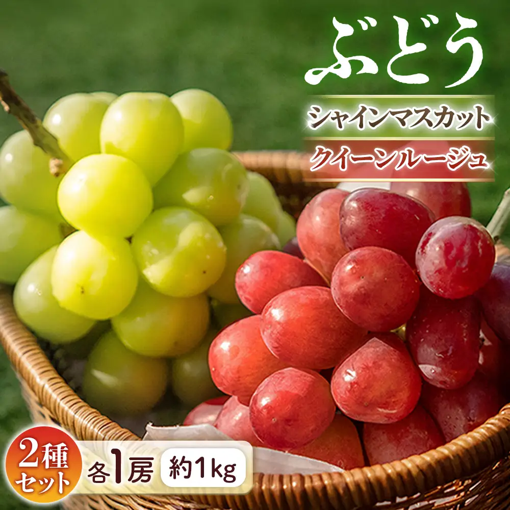 B-13 ＜先行受付＞ シャインマスカット＆クイーンルージュR 各1房（約1㎏）※2026年9月上旬～9月下旬発送予定※ 果物 フルーツ ぶどう 葡萄 