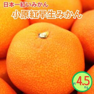 小原紅早生みかん（露地）約4.5kg