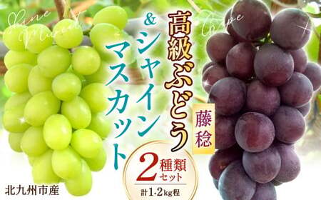 高級ぶどう（藤稔）・シャインマスカット 計2房セット 計1.2kg程《化粧箱入り》【2026年8月下旬～9月上旬発送予定】2種類 フルーツ くだもの ブドウ 大粒 良房 種なし ジャンボブドウ マスカット 旬 季節 冷蔵 国産 福岡県 北九州市