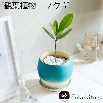 Fukukitaru-フクキタル-　観葉植物　