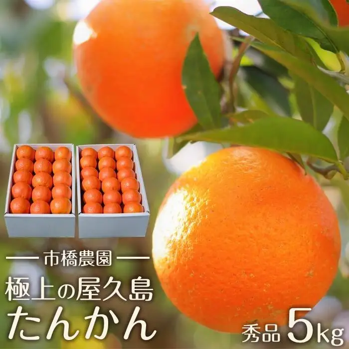 ＜先行予約／数量限定＞【市橋農園】屋久島産たんかん 5キロ箱（秀品／贈答用としても)
