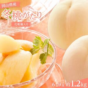 2026年 岡山県産 冬桃がたり6～9玉 約1.2kg 化粧箱入り