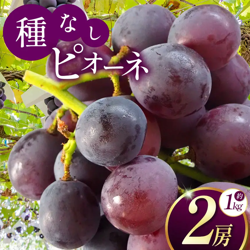 【2026年先行予約】 長野県産 絶品！ 種なしピオーネ 2房 【9月下旬～11月上旬にかけて順次発送予定】