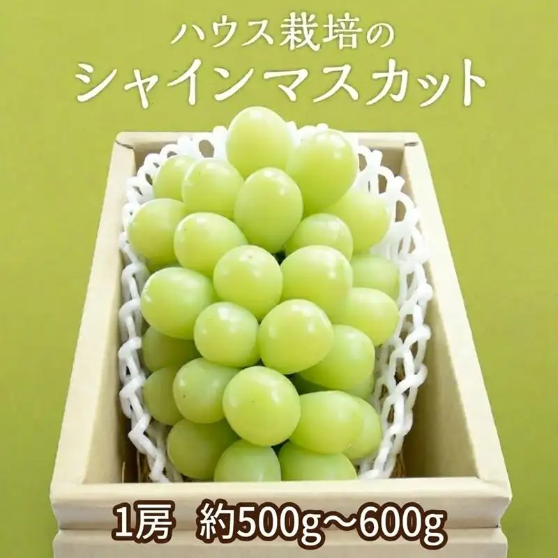 ハウス栽培 の シャインマスカット 1房 ( 約500g-600g ) 令和8年産 先行予約