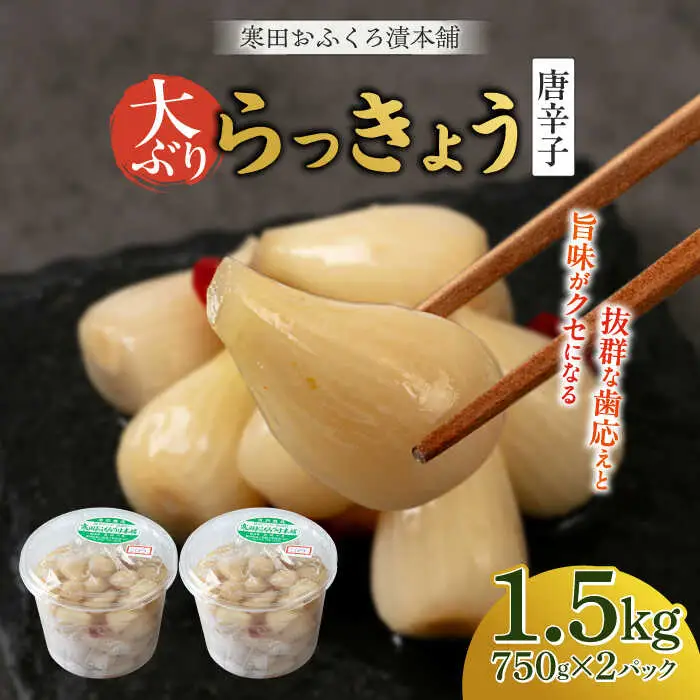 らっきょう 1.5kg（唐辛子）らっきょ ラッキョウ 辣韭 [ABDO003]